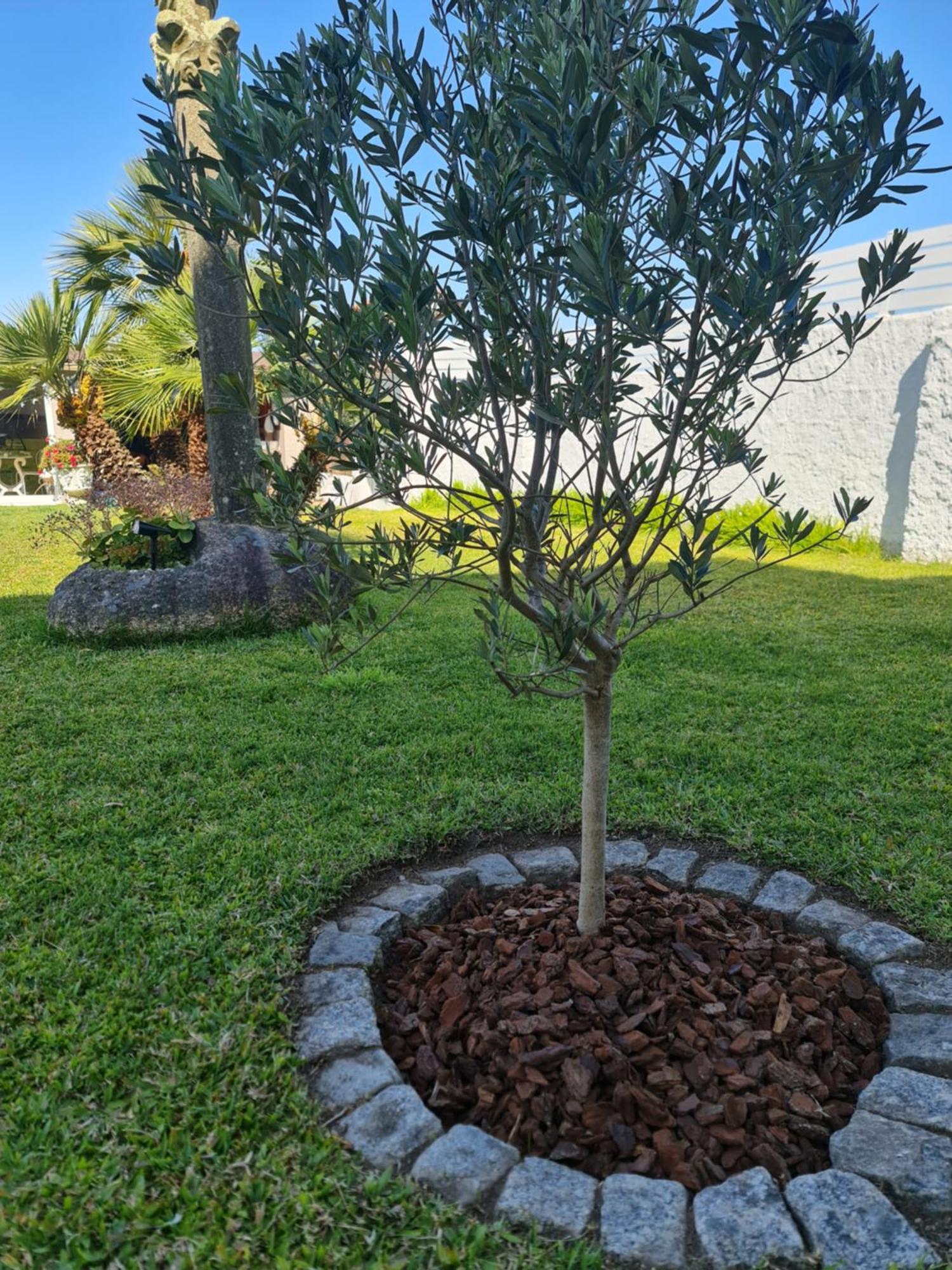 Casa A Pastora ξενώνας Cambados Εξωτερικό φωτογραφία
